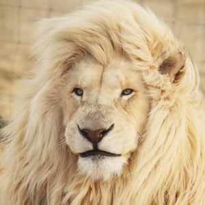 Meet your Posher, Zosimo